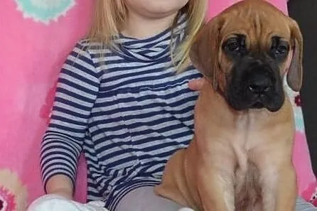 Great Dane yellow, , Brezolupy