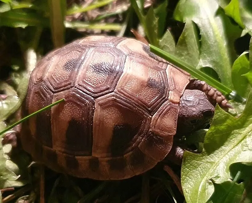 Żółwie greckie, Małopolskie, Kraków