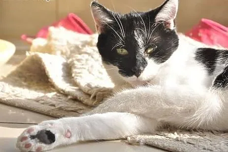 Freya i Ravena szukają domu! :),  dolnośląskie Jel