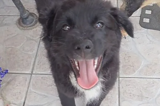 Ikar- 3 miesięczny piesek szuka domu,  łódzkie Łow