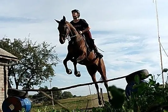 Klacz małopolska współdzierżawa- NIEAKTUALNE, , 