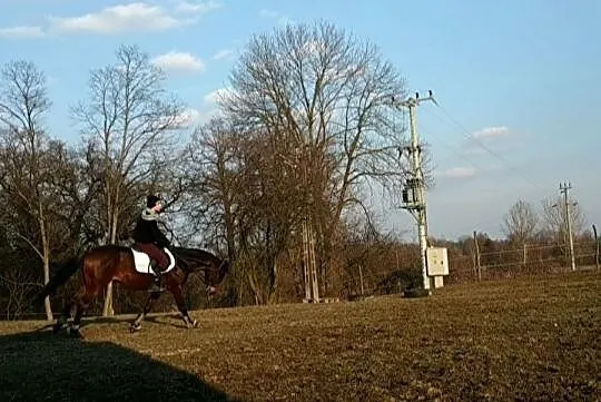 Klacz małopolska współdzierżawa- NIEAKTUALNE, , 