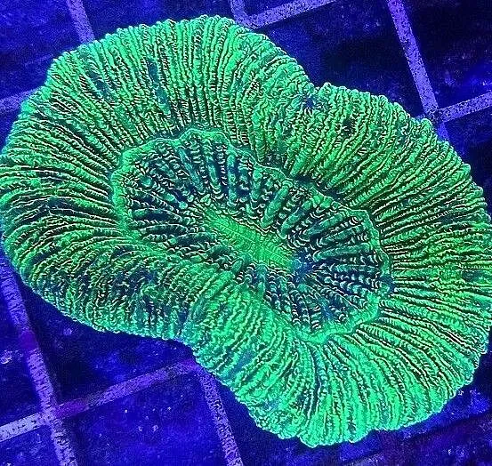 Trachyphyllia koralowiec LPS do akwarium morskiego, Świętokrzyskie, Kielce