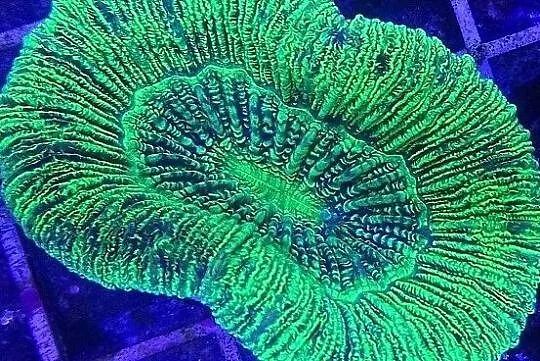Trachyphyllia koralowiec LPS do akwarium morskiego, Świętokrzyskie, Kielce