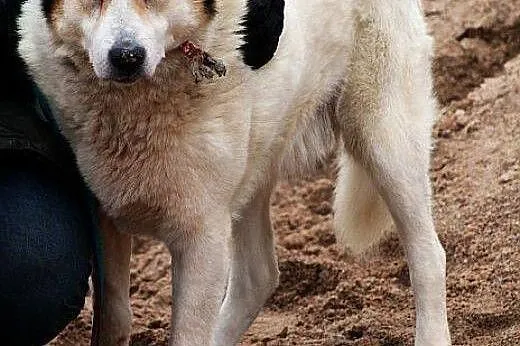 Najsmutniejszy piesek świata- SZERYF- bardzo potrz