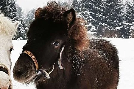 Sprzedam kucyka, , Lipno