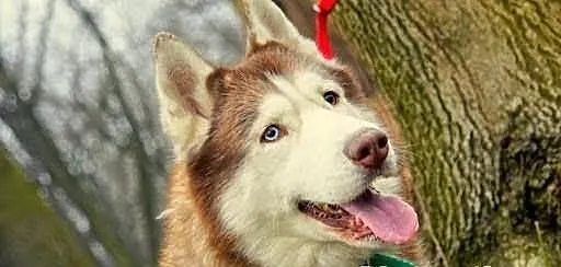 Timur, piekny husky szuka domu