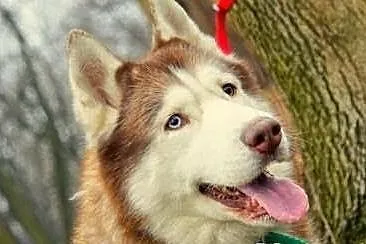 Timur, piekny husky szuka domu