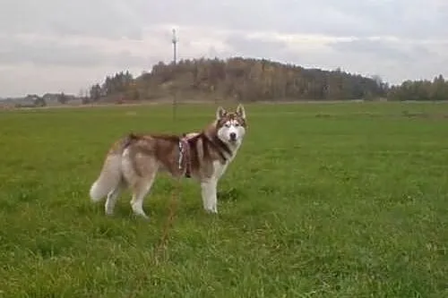 Timur, piekny husky szuka domu
