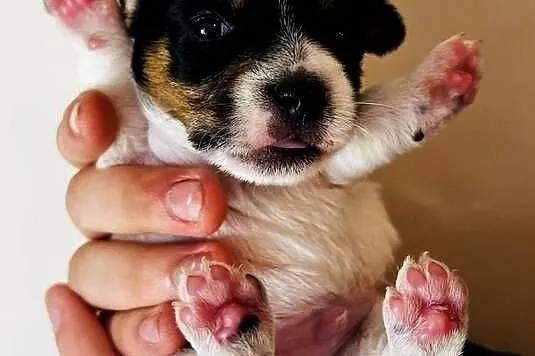 Jack Russell Terrier - szczenięta z metrykami ZKwP (FCI)