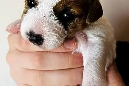 Jack Russell Terrier - szczenięta z metrykami ZKwP (FCI), Małopolskie, Kraków