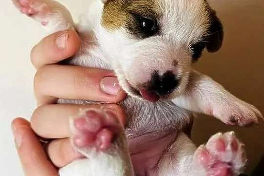 Jack Russell Terrier - szczenięta z metrykami ZKwP (FCI), Małopolskie, Kraków