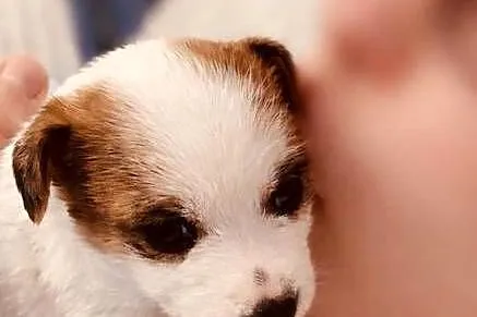 Jack Russell Terrier - szczenięta z metrykami ZKwP (FCI), Małopolskie, Kraków