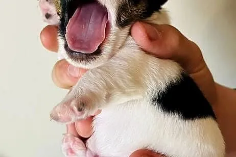 Jack Russell Terrier - szczenięta z metrykami ZKwP (FCI), Małopolskie, Kraków