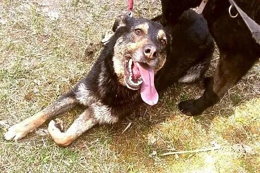 Sunia, która kocha ludzi poszukuje DOMU,  warmińsk