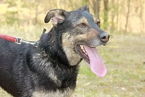 Sunia, która kocha ludzi poszukuje DOMU,  warmińsk