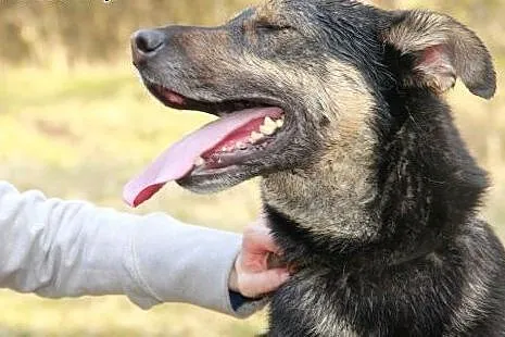 Sunia, która kocha ludzi poszukuje DOMU,  warmińsk