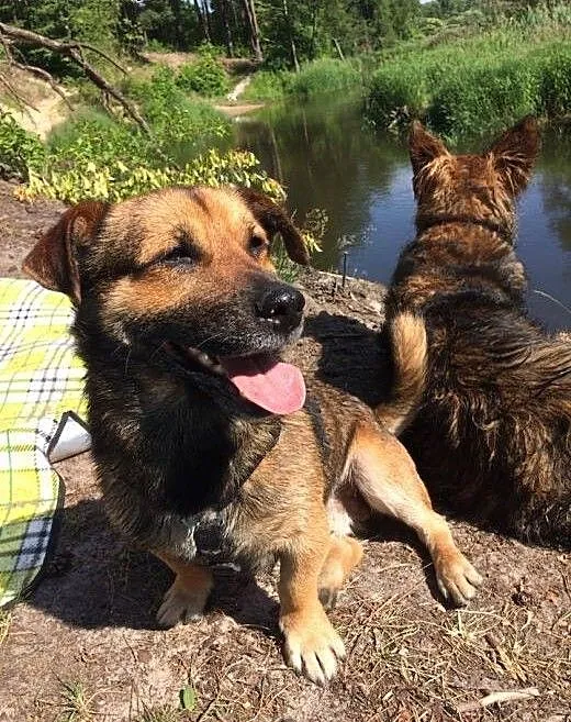 Maczo - maly piesek do adopcji, łódzkie Łódź