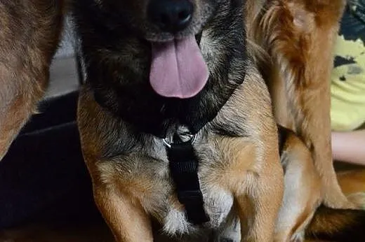 Maczo - maly piesek do adopcji,  łódzkie Łódź