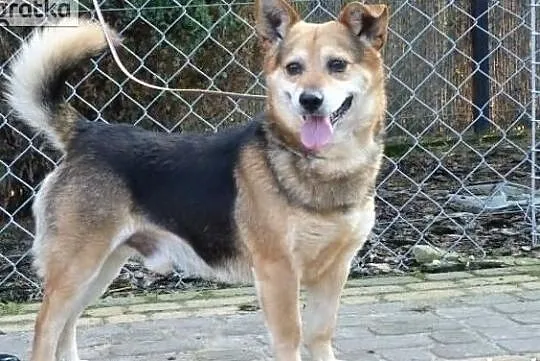 Rex wesoły energiczny psiak poleca się do adopcji