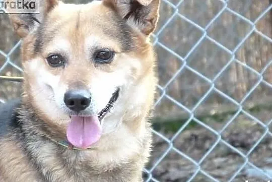 Rex wesoły energiczny psiak poleca się do adopcji, Mazowieckie, Warszawa