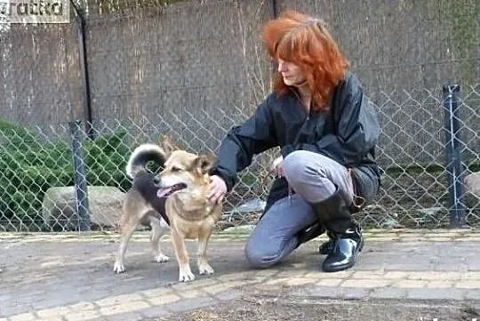 Rex wesoły energiczny psiak poleca się do adopcji, Mazowieckie, Warszawa