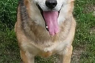 Rex wesoły energiczny psiak poleca się do adopcji, Mazowieckie, Warszawa