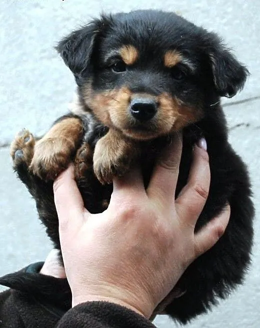 Cheddar szczeniak piesek 7 tyg. ADOPCJA, małopols