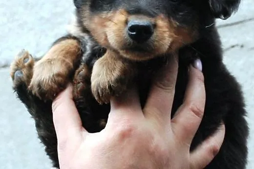 Cheddar szczeniak piesek 7 tyg. ADOPCJA,  małopols