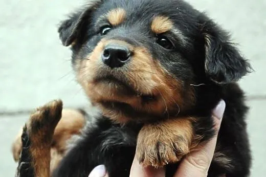 Cheddar szczeniak piesek 7 tyg. ADOPCJA,  małopols