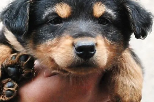Cheddar szczeniak piesek 7 tyg. ADOPCJA,  małopols