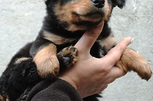 Cheddar szczeniak piesek 7 tyg. ADOPCJA,  małopols