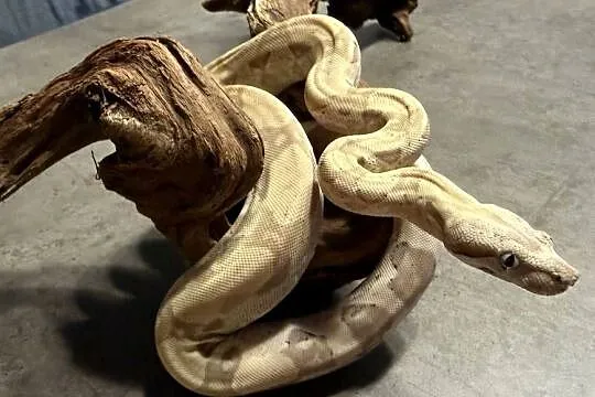 Boa Imperator Arcticglow