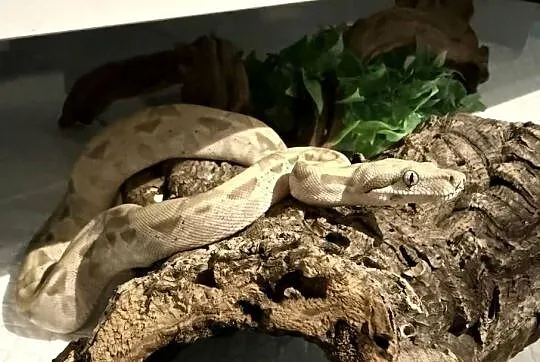 Boa Imperator Arcticglow, Kujawsko-pomorskie, Bydgoszcz