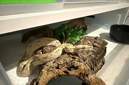 Boa Imperator Arcticglow, Kujawsko-pomorskie, Bydgoszcz