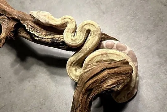 Boa Imperator Arcticglow, Kujawsko-pomorskie, Bydgoszcz
