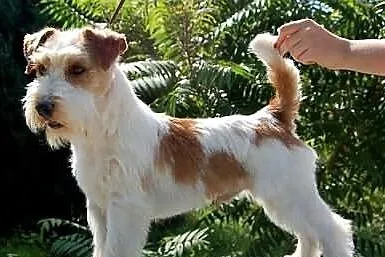 Piękny import z AUSTRALII Jack Russell Terrier REP