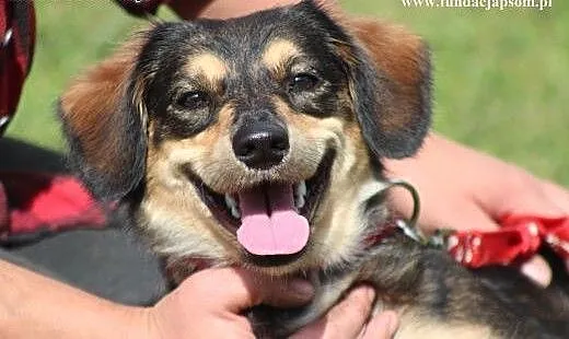 Majka- milutka, kochająca sunia! Adoptuj!, mazowi