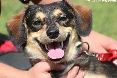Majka- milutka, kochająca sunia! Adoptuj!,  mazowi