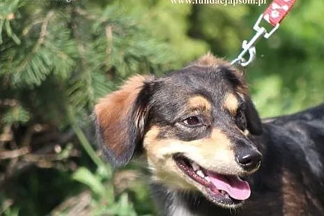 Majka- milutka, kochająca sunia! Adoptuj!,  mazowi