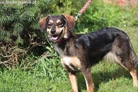 Majka- milutka, kochająca sunia! Adoptuj!,  mazowi