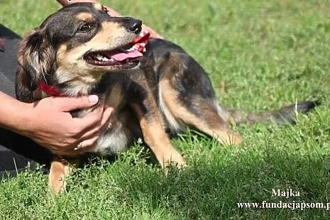 Majka- milutka, kochająca sunia! Adoptuj!,  mazowi