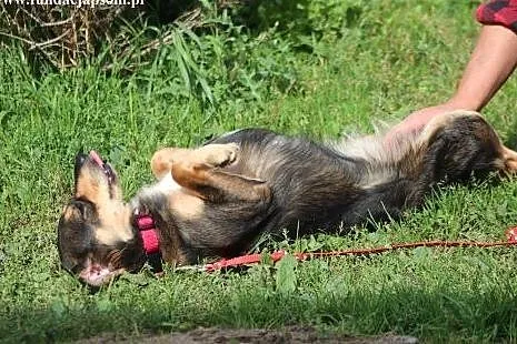 Majka- milutka, kochająca sunia! Adoptuj!,  mazowi