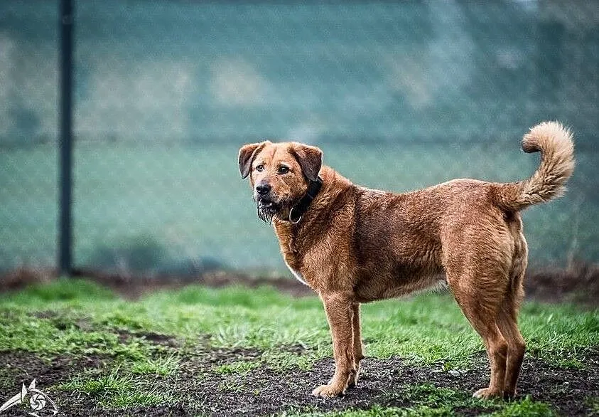 LEJLA w typie labradora szuka swego amatora! ;-), Śląskie, Katowice