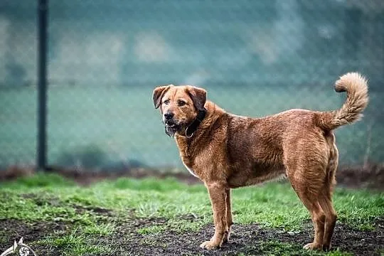 LEJLA w typie labradora szuka swego amatora! ;-), Śląskie, Katowice