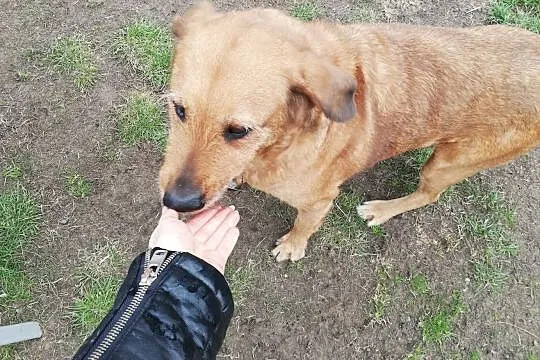 LEJLA w typie labradora szuka swego amatora! ;-), Śląskie, Katowice