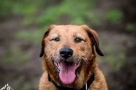 LEJLA w typie labradora szuka swego amatora! ;-), Śląskie, Katowice