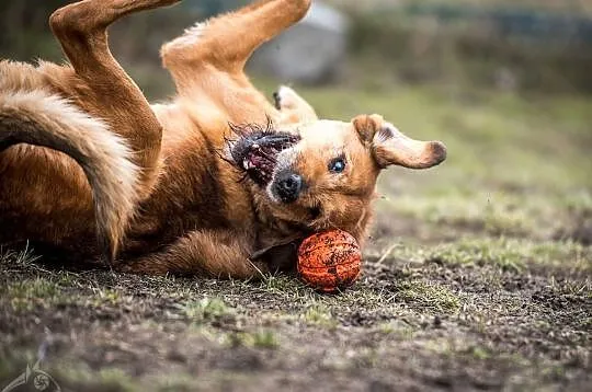 LEJLA w typie labradora szuka swego amatora! ;-), Śląskie, Katowice