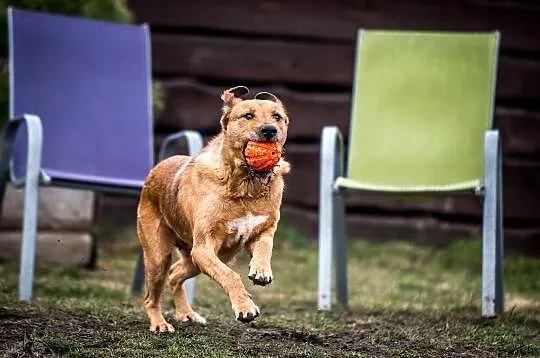 LEJLA w typie labradora szuka swego amatora! ;-), Śląskie, Katowice