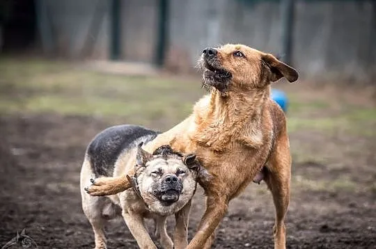 LEJLA w typie labradora szuka swego amatora! ;-), Śląskie, Katowice